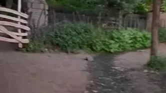 فیلم ییلاق لاکتراشان رامسر / بهشت بکر مازندران