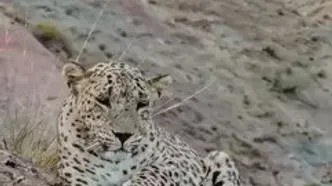 ثبت تصویر یک پلنگ حال استراحت در پارک ملی سالوک