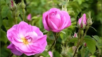 عربستان گل ایرانی را به نام خود ثبت کرد!