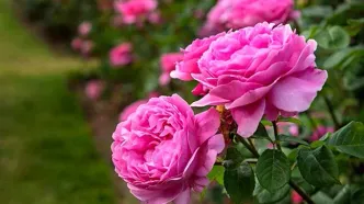 عربستان گل محمدی ایرانی را به نام خود ثبت کرد