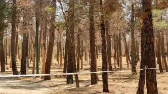 علت خشکیدگی و قطع هزاران اصله درخت در پارک چیتگر چیست؟