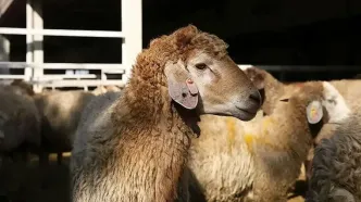 آخرین نرخ دام زنده در بازار؛ ۱۸ آبان ۱۴۰۴