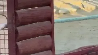 ویدئو: طناب کشی ستاره رئال مادرید با ببر در باغ وحش!