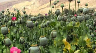 زمان کشت گیاهان مخدر پایه در ایران اعلام شد