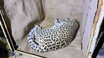 زنده‌گیری پلنگ سرگردان در شهمیرزاد