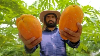 تصاویر؛ مزرعه «پاپایا»