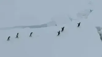 توقف کشتی در قطب شمال برای عبور امن پنگوئن‌ها