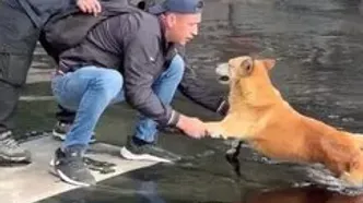 نجات یک سگ گرفتار در قیر پس از واژگونی کامیون