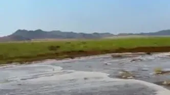 چرای شترها زیر باران و در طبیعت سرسبز مکه