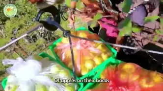 چگونه کشاورزان چینی صدها تن سیب فوجی را برداشت می کنند؟