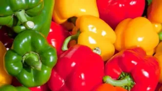 فلفل دلمه ای نزدیک ۳۰۰ هزار تومان شد و خیار از ۹۰ هزار تومان گذشت