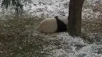 بازی و غلت زدن پانداها در برفِ باغ‌وحش