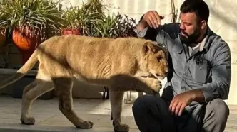 ماجرای کشته شدن شیرِ علی اکبری، آبروی باغ وحش را برد