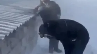 گرفتار شدن گوسفندان در برف یک متری در رابر کرمان