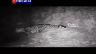 ثبت تصاویری جدید از پلنگ ایرانی دهلران