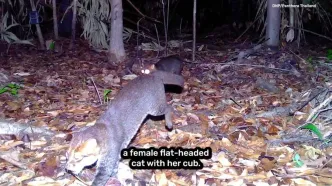 بازگشت شگفت‌انگیز گربه مرموز تایلندی پس از سه دهه غیبت