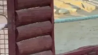 ویدئو: طناب کشی ستاره رئال مادرید با ببر در باغ وحش!