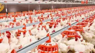 مرغ شب عید در خطر؛ نوروز ۱۴۰۵ با کمبود مواجه می‌شود؟+فیلم