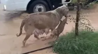 سگ مادر توله‌اش را از میان سیلاب نجات داد