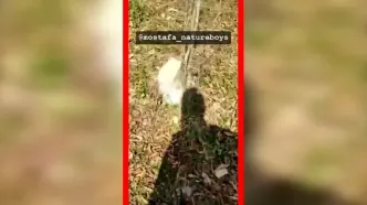 فیلم قطع درختان هیرکانی در ارتفاعات بندپی بابل