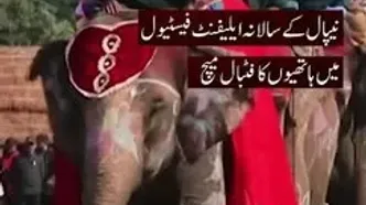 جشنواره فیل‌ها با فوتبال و پنالتی زدن