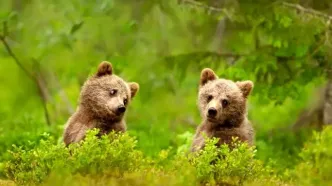 انتشار تصاویر جذاب از الاکلنگ بازی توله‌خرس‌ها + فیلم