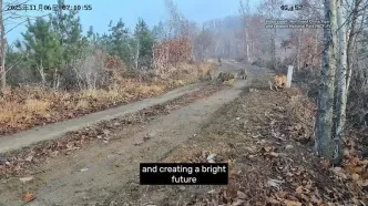 برای نخستین بار در جهان؛ تولد پنج توله سالم ببر سیبری