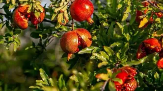 صادرات  ۳۲ میلیون دلاری انار به کشورهای هدف