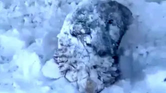 حیوانات در برف و سرمای شدید کرمان یخ زدند