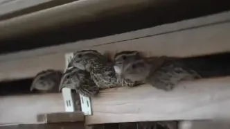 مراحل دیدنی پرورش بلدرچین و تولید روزانه ۷۰هزار تخم‌ بلدرچین در ژاپن