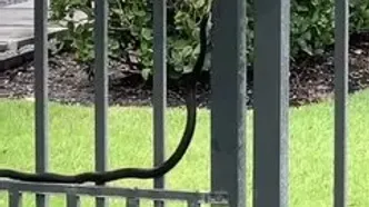 فرار معجزه‌آسای قورباغه درختی از چنگ مار