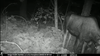 پروانه‌هایی که اشک گوزن می‌نوشند!