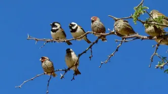 حیوانات هم فیک نیوز منتشر می‌کنند!