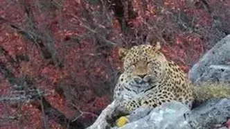 زیبایی شکوهمند پلنگ ایرانی در کیاسر