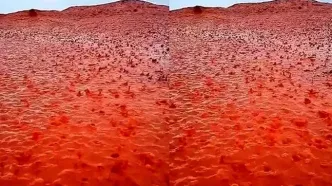 این جزیره جلوی چشم دنیا قرمز شد!