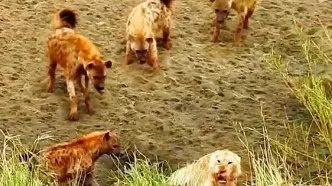 سلطان جنگل زیر فشار کفتارها؛ لحظه‌ای متفاوت از حیات‌وحش + فیلم