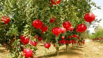 صادرات ۳.۲ میلیون دلاری انار از کشور