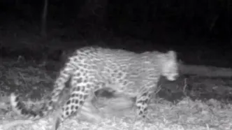 حضور همزمان چهار پلنگ ایرانی در سوادکوه مازندران