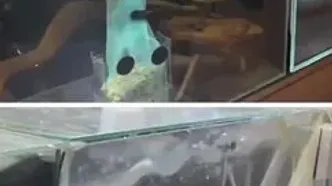 زلزله قدرتمند در ژاپن؛ آکواریوم‌ها به لرزه افتاد