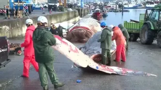 نهنگ ۲۱ متری مرده در سواحل اسپانیا از آب خارج شد