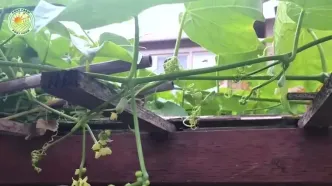 مراحل دیدنی کاشت، برداشت و فرآوری میلیون ها میوه چایوت در چین