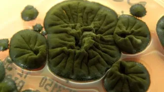 قارچ سیاه چرنوبیل: موجودی که پرتوهای هسته‌ای را می‌خورد!