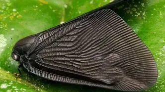 بتمن در دنیای حشرات، دیده شد