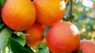 معرفی ارقام جدید پرتقال و نارنگی متناسب با ایران