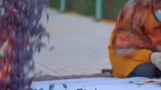 ویدیوی زیبایی از برداشت زعفران در خراسان