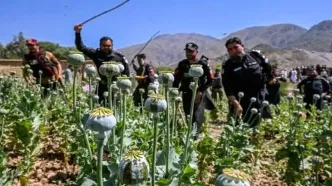 پاکستان با پهپاد به جنگ مزارع خشخاش می‌رود