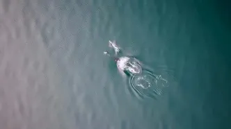 همکاری دیدنی نهنگ‌ و دلفین در شکار سالمون