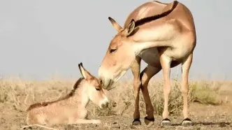 مستندی از موفق‌ترین پروژه حفاظت از گونه‌های جانوری در معرض انقراض/ گورهای ایرانی نجات یافتند