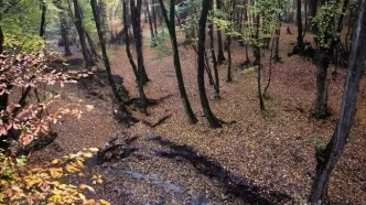 تصاویر؛ باران پاییزی در جنگل هیرکانی النگدره