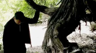 (عکس) قدیمی‌ترین درخت انگور جهان